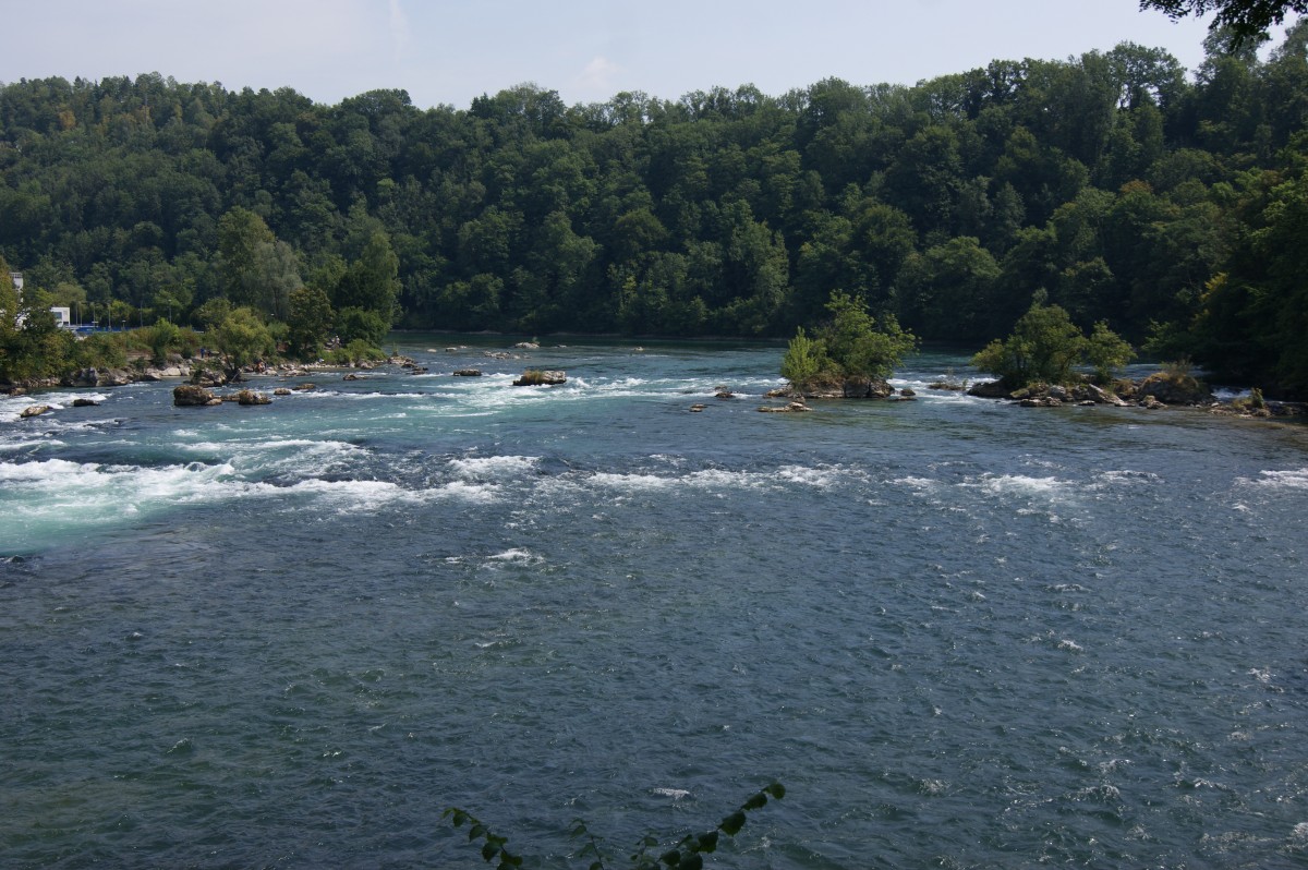 Der Rhein oberhalb des Rheinfalls (09.08.2015)