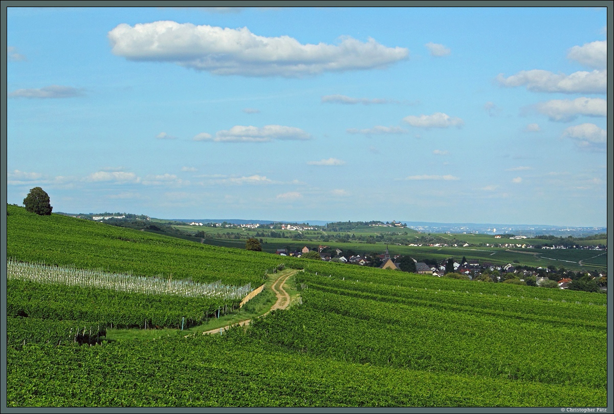 Der Rüdesheimer Berg zählt zu den bedeutendsten Weinlagen Deutschlands. Hier wird vor allem Riesling angebaut. Am Horizont die Ausläufer der Stadt Wiesbaden. (bei Rüdesheim, 09.08.2014)