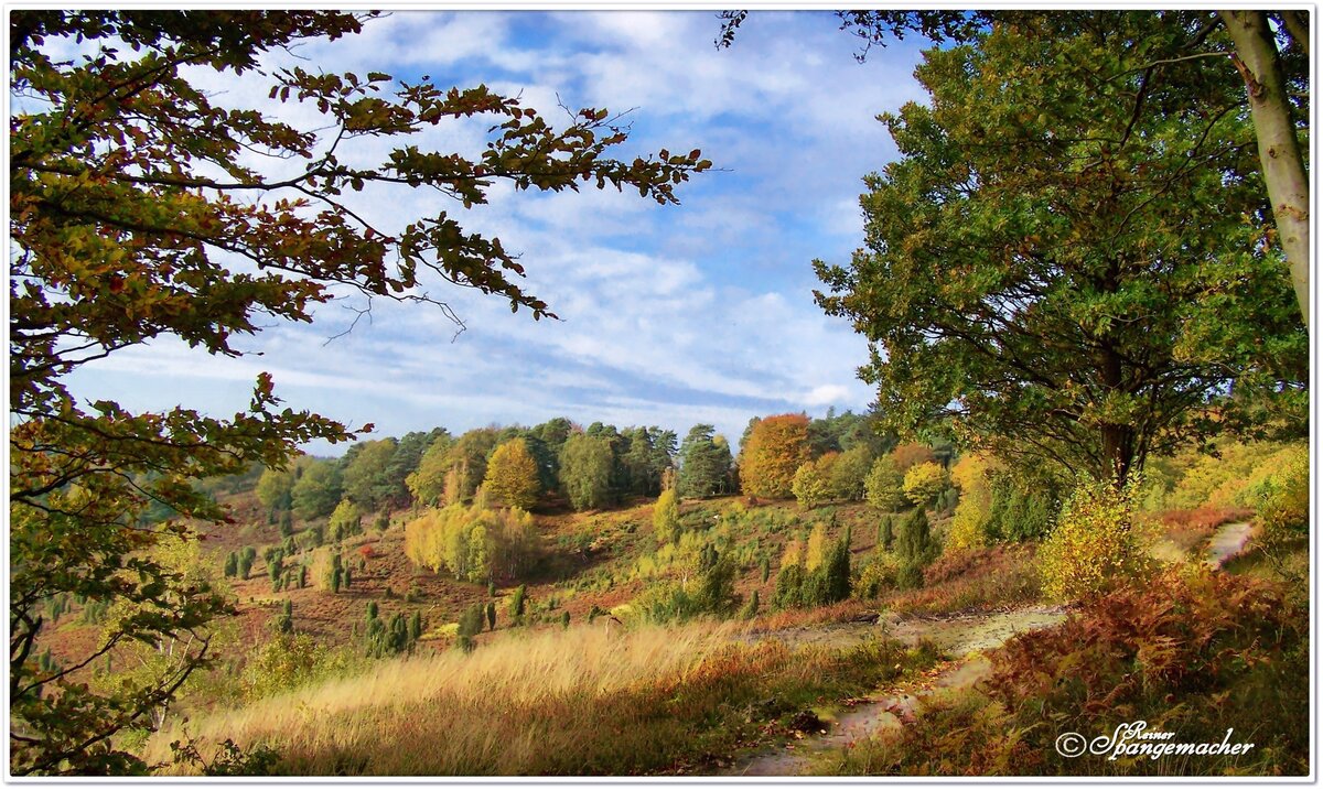 Der Rundweg oberhalb vom Totengrund im Naturschutzgebiet Lüneburger Heide bei Wilsede. Der Totengrund ist neben dem Wilseder Berg, der meistbesuchte Ort in der Heide. Hier am Totengrund wurde der Grundstein für den Naturpark Lüneburger Heide gelegt, er sollte als Bauland für gut betuchte Hamburger herhalten, Pastor Bode sammelte Geld und überführte das Gelände in eine Stiftung, so entstand nach und nach der Naturpark. Heute verwaltet vom VNP. Übrigens, der Aussichtspunkt, der den zahlreichen Besuchern sicher noch in Erinnerung geblieben ist, befindet sich auf der linken Seite, also gegenüber von diesem Standort, dort liegt auch der Ort Wilsede...Ende Oktober 2011