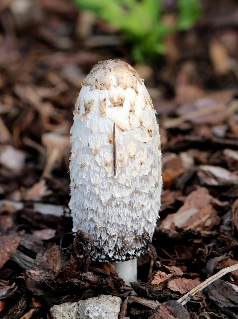 Der Schopftintling am 08.10.2013 aufgenommen in einem kleinen Wald an der Nordseeküste. Auch unter dem Namen Spargelpilz bekannt. 