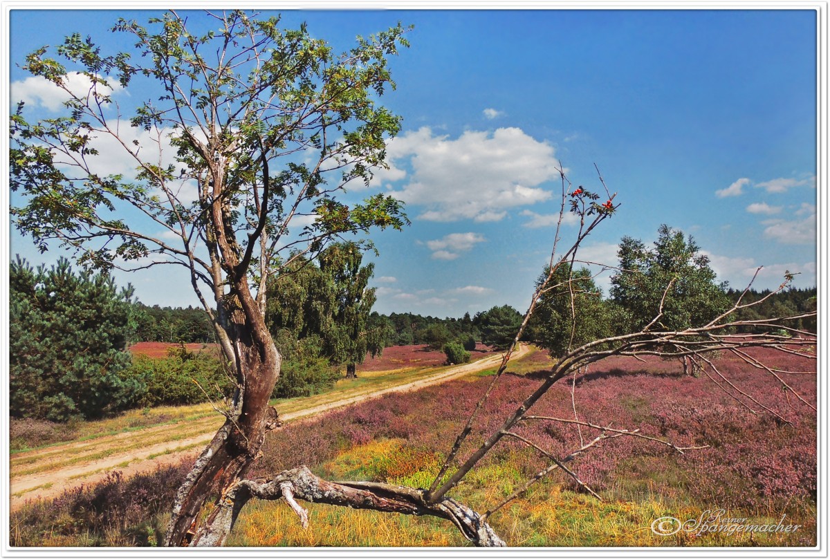 Der Sellhorner Weg in Bockelmanns Heide, August 2015