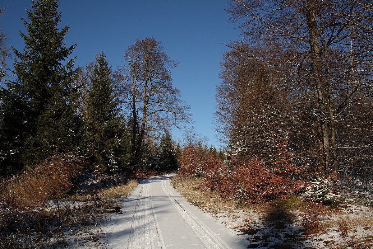 Der strahlend dunkelblaue Himmel bildet einen schönen Farbklang zusammen mit dem Rotbraun der Laubbäume; Aufnahme vom späten Nachmittag des 21.11.2022 auf der Hahnenkleer Waldstraße...