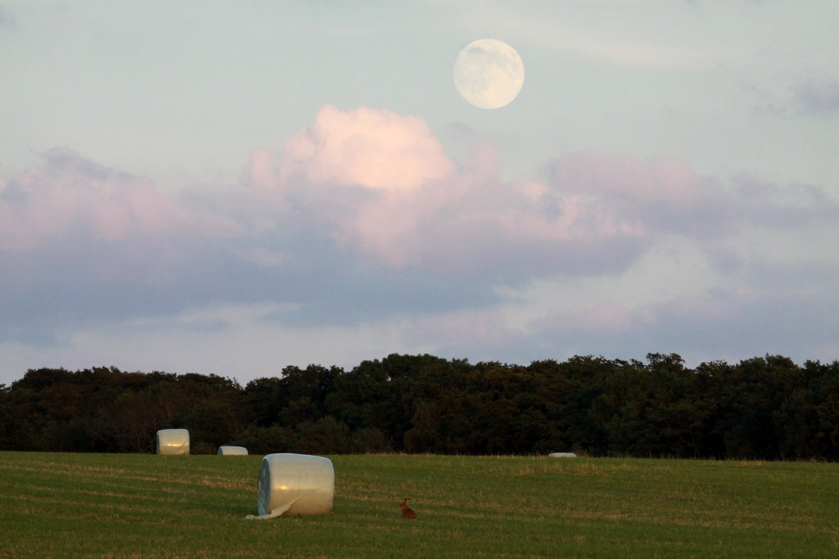 Der  Supermond  ist aufgegangen. Der der Erde sehr sah nahgelegenen Vollmond vom August 2014 über einem Feld bei Utecht in Nordwestmecklenburg; 10.08.2014