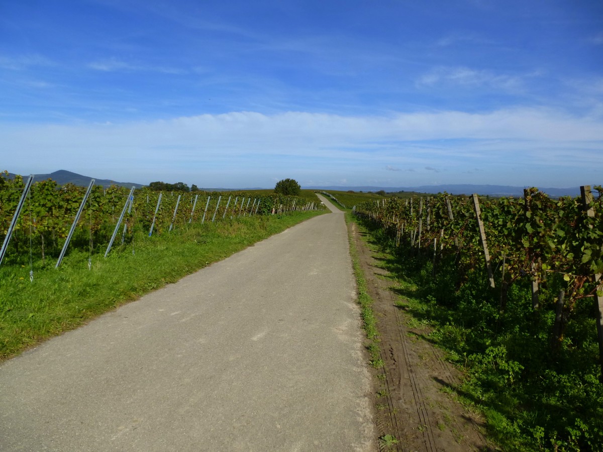 der Tuniberghhenweg, ideal zum Spazieren und Radfahren, Okt.2013