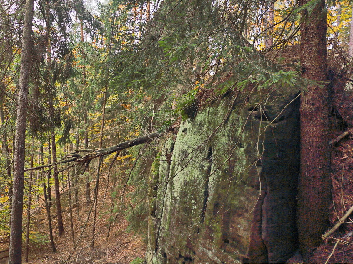 Der Wald bei der Felsenburg Falkenstein am 24. Oktober 2021 im Gebiet Jetrichovice u Decína.