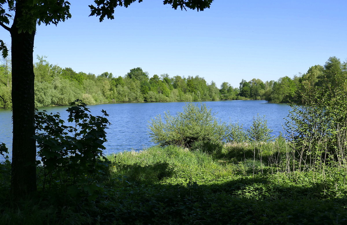 der Waldsee an der Dundenheimer Mühle in der Ortenau, April 2020