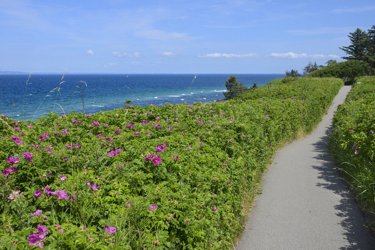 Der Wanderweg »Gilbjergstien« bei Gilbjerg Hoved westlich von Gilleleje auf Nordseeland. Aufnahme: 23. Juni 2023.