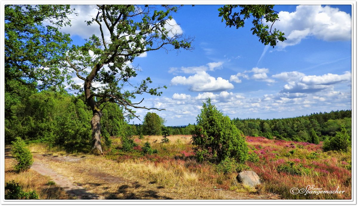 Der Weg hoch über dem Steingrund Richtung Totengrund, bei Wilsede, Naturschutzgebiet Lüneburger Heide im August 2019.