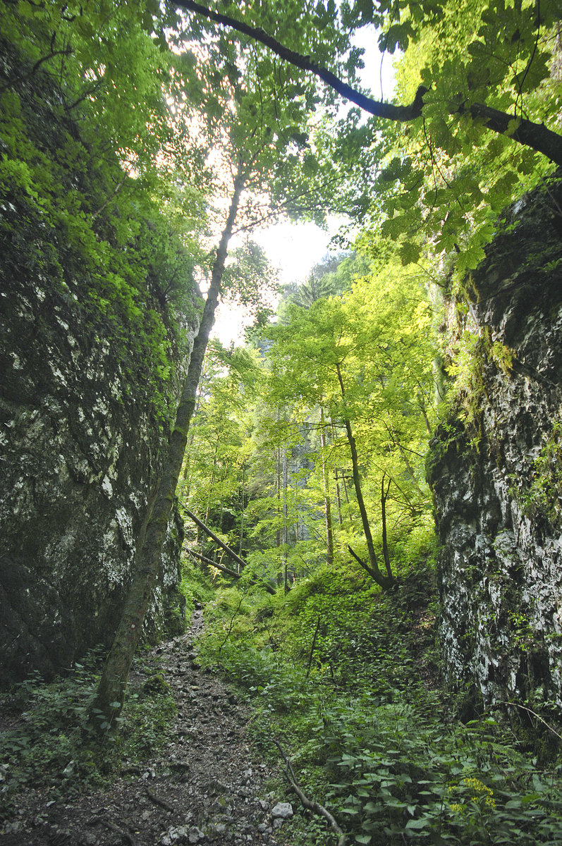 Der Weg zur Pokljuka Schlucht in Slowenien. Aufnahme: 3. August 2016.