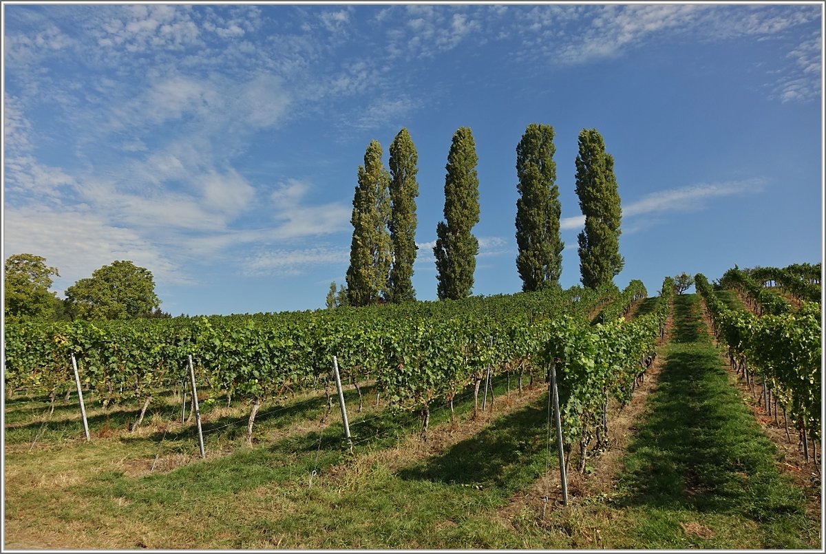 Der Weinberg von Birnau, am Bodensee.
(18.09.2018)