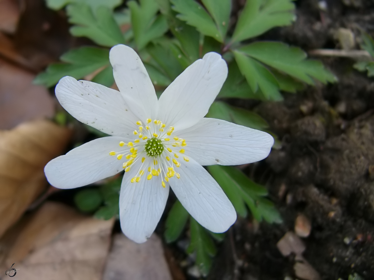 Der Winter ist endgültig Geschichte, der Frühling nicht mehr aufzuhalten. (Jarmen, April 2004)