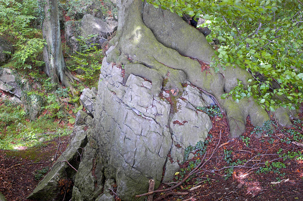 Detailaufnahme vom Felsenmeer im sauerländischen Heer. Aufnahme: Juli 2007.