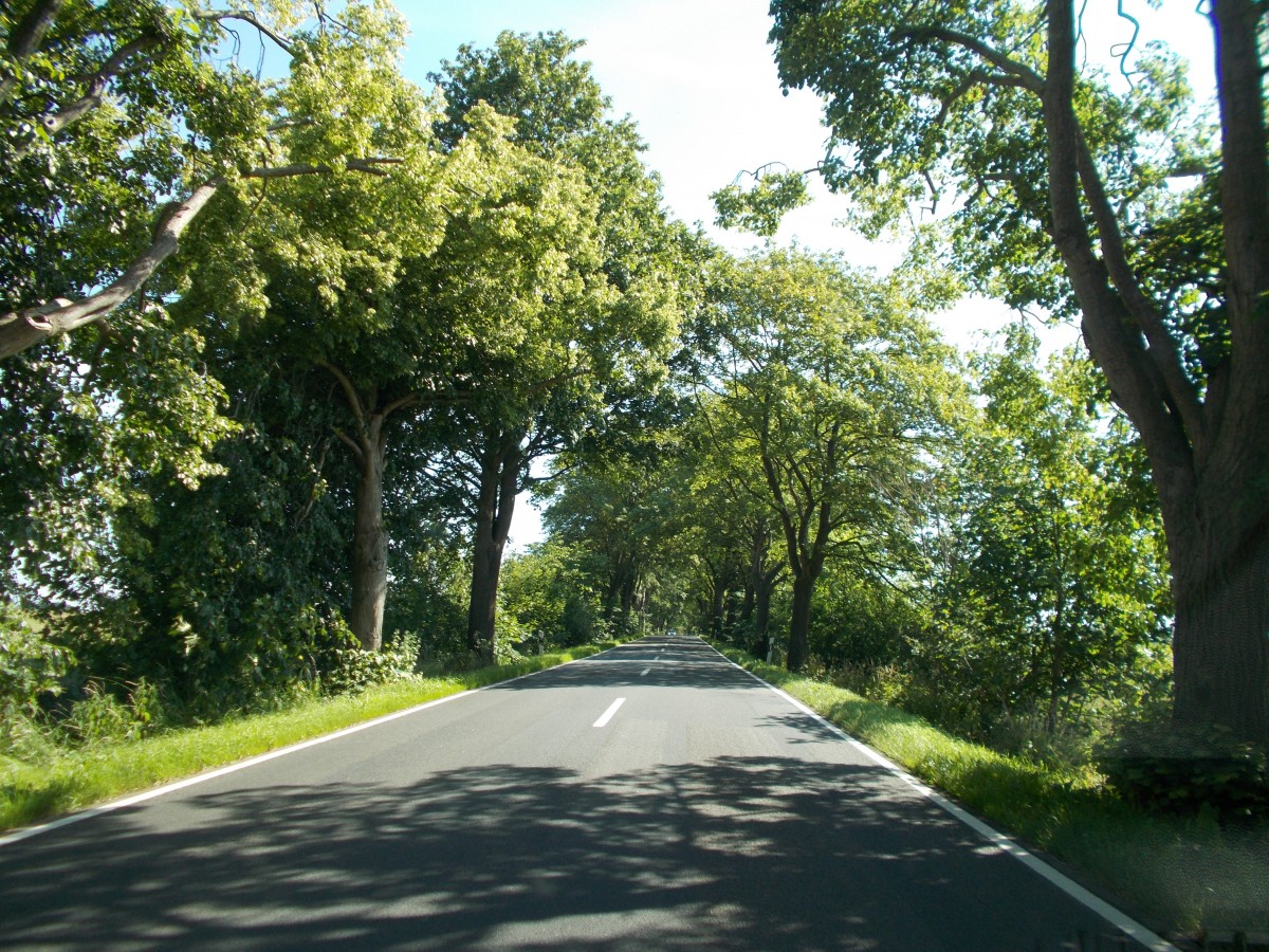 Deutsche Alleestraße zwischen Garz und Putbus am 28.Juni 2014.