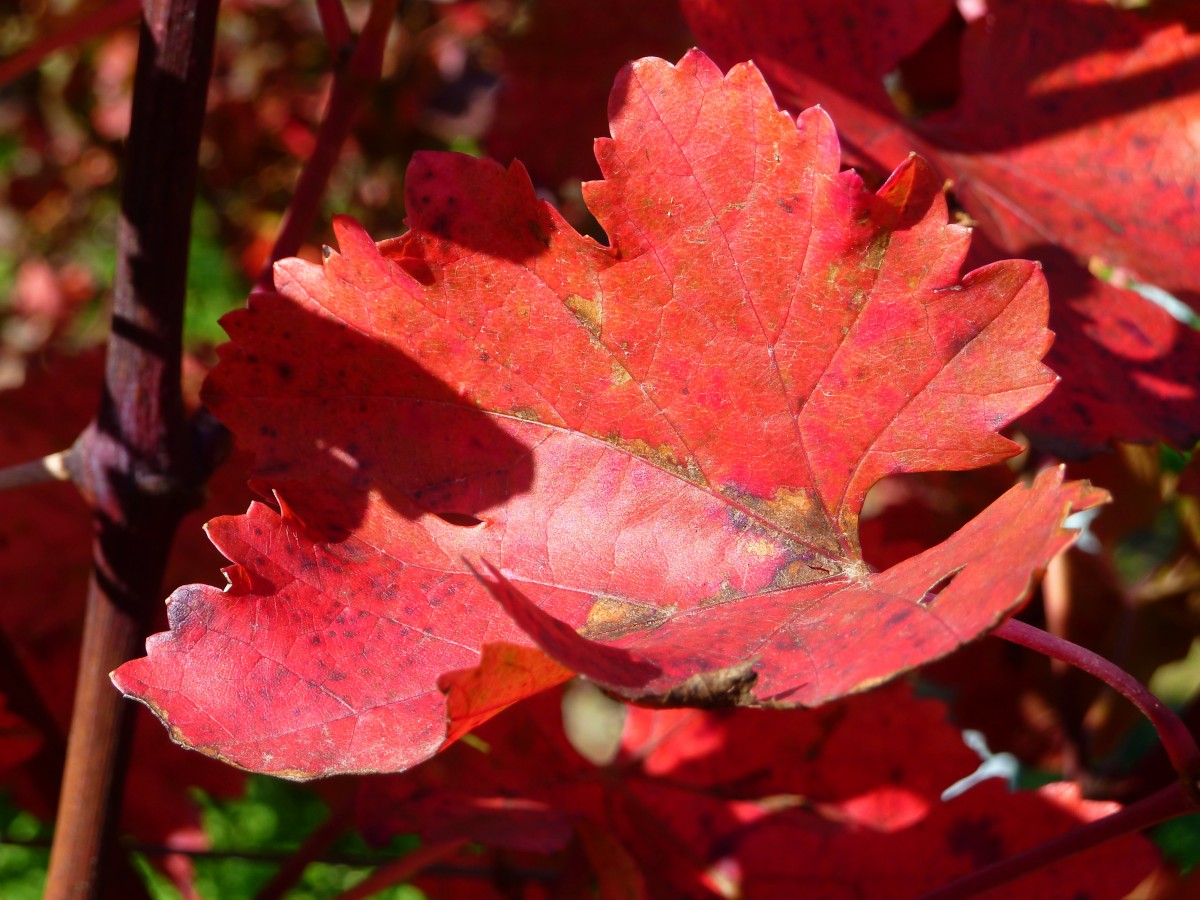 Deutschland, Rheinland-Pfalz, die Weinreben bei Lösnich im roten Farbton des Herbstlaubes. 18.10.2014