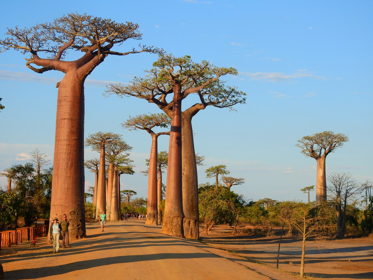 Die  Baobab Allee  nördlich von Morondava. Diese Ansammlung der schönen Baobabs wird von vielen mit Madagaskar assoziiert, weil das Motiv fast immer zu finden ist, wenn irgendwo über Madagaskar berichtet wird. Das Foto entstand im Oktober 2018.