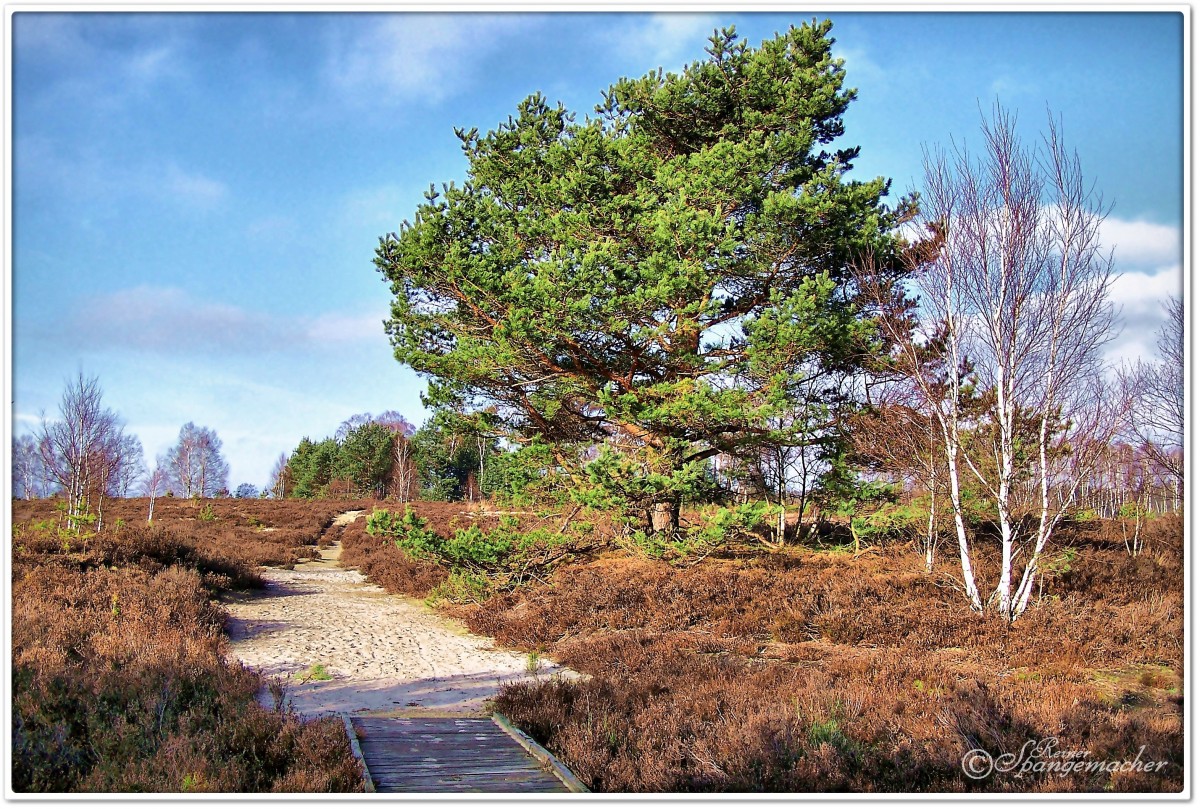 Die Behringer Heide im Januar 2012. 