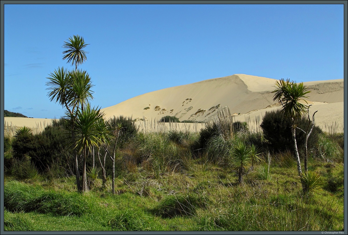 Die bis zu 50 m hohen Te Paki-Sanddünen bei Cape Reinga. (13.10.2016)