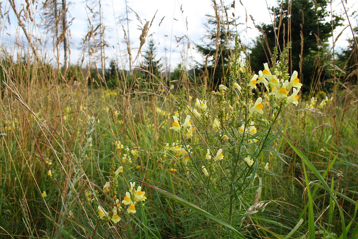 Die Blümchen des Echten Leinkrauts auf einer Wiese an der Hahnenkleer Waldstraße; Aufnahme vom Abend des 1.08.2022...