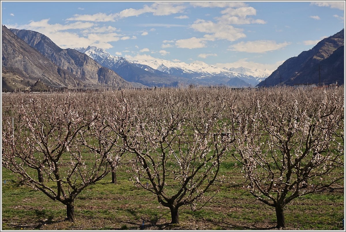 Die Blüte der Aprikosenplantagen im Wallis - hier zwischen Martigny und Sion - hat begonnen.
(04.04.2018)