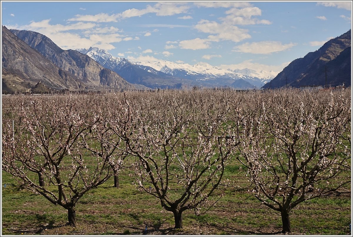 Die Blüte der Aprikosenplantagen im Wallis - hier zwischen Martigny und Sion - hat begonnen.
(04.04.2018)