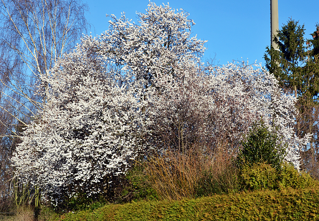 Die ersten  Frühblüher  sind da...und das Anfang März - Euskirchen 09.03.2014