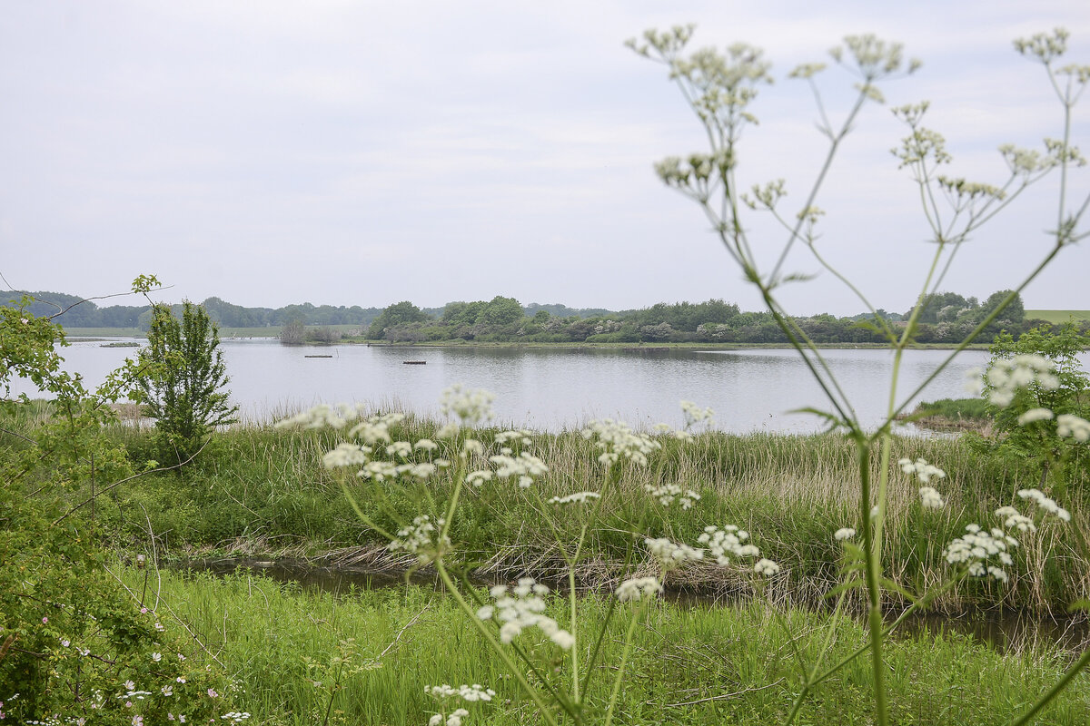 Die Geltinger Birk ist seit 1986 ein Naturschutzgebiet an der schleswig-holsteinischen Ostsee. Es liegt – nordöstlich von Gelting – überwiegend im Bereich der Gemeinde Nieby an der Geltinger Bucht am Ausgang der Flensburger Förde. Aufnahme: 7. Juni 2021.