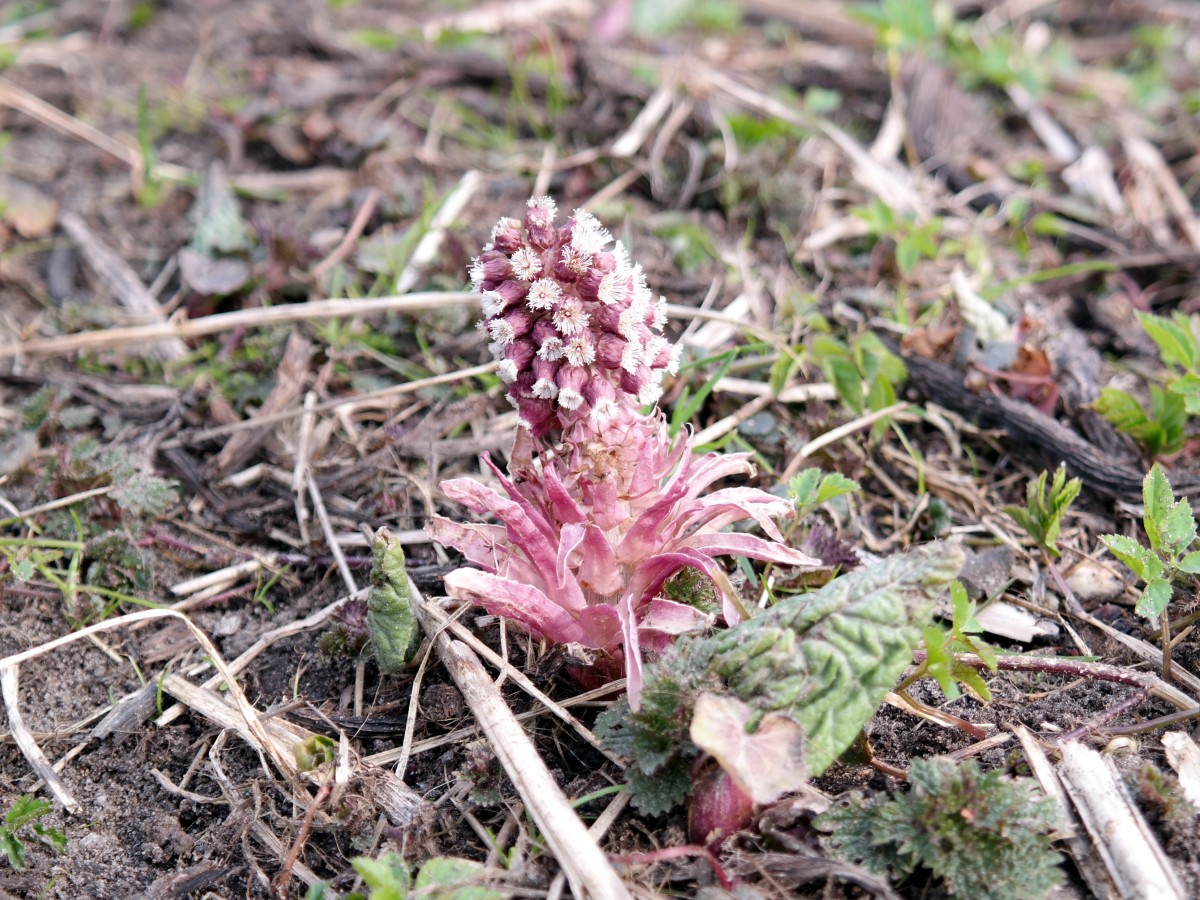 Die Gewöhnliche Pestwurz (Petasites hybridus, Syn. Petasites officinalis), auch Bach-Pestwurz oder Rote Pestwurz genannt ist jetzt auch schon zu sehen; am Ufer der Luhe in Winsen, 25.03.2015
