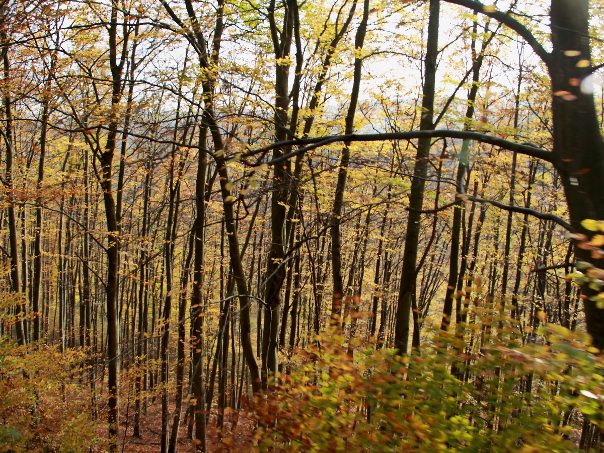 Die Herbstlandschaft in der Nähe der Steinerne Renne am 04. November 2017.