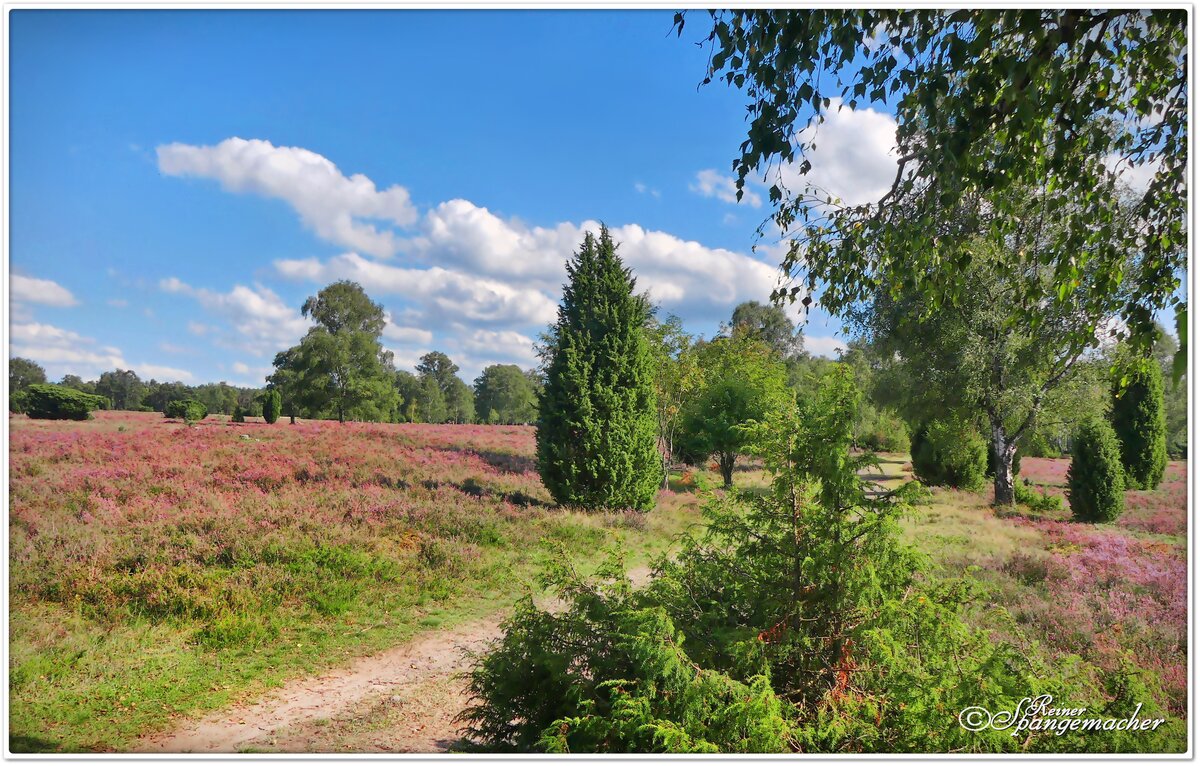 Die Hexenheide bei Faßberg/Oberohe im Naturpark Südheide. Mitte August 2023. 