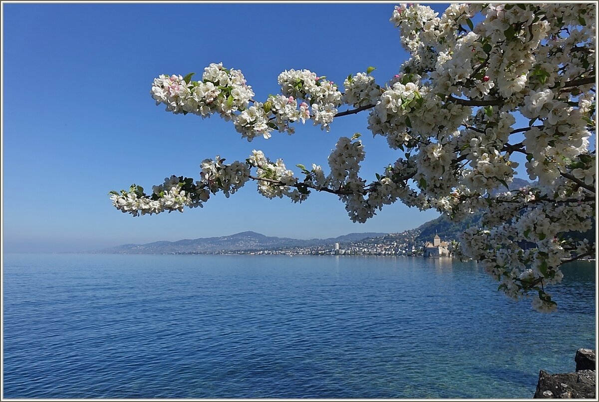 Die Kirschblüten am Genfersee verzaubern die Landschaft.
(27.04.2022)