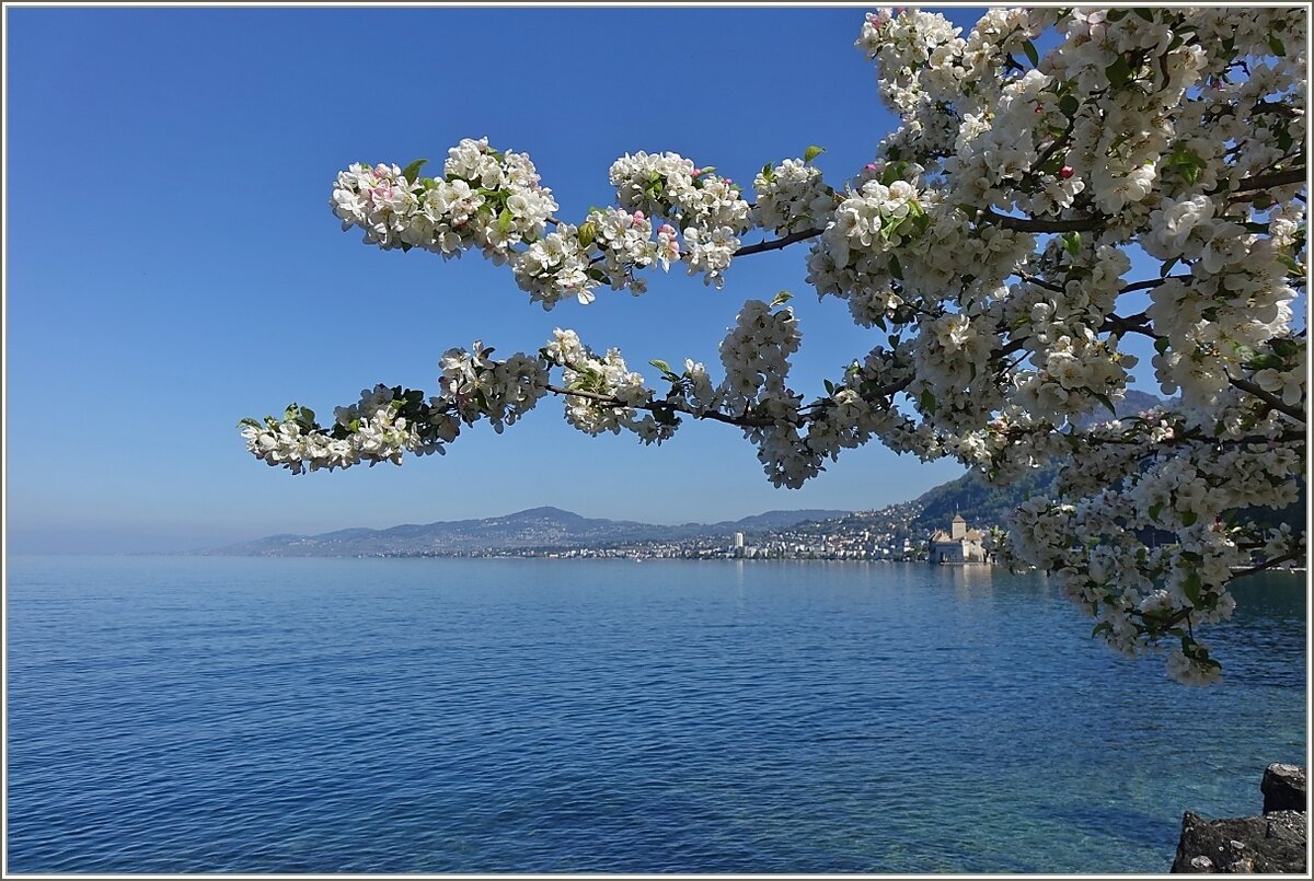 Die Kirschblüten am Genfersee verzaubern die Landschaft.
(27.04.2022)