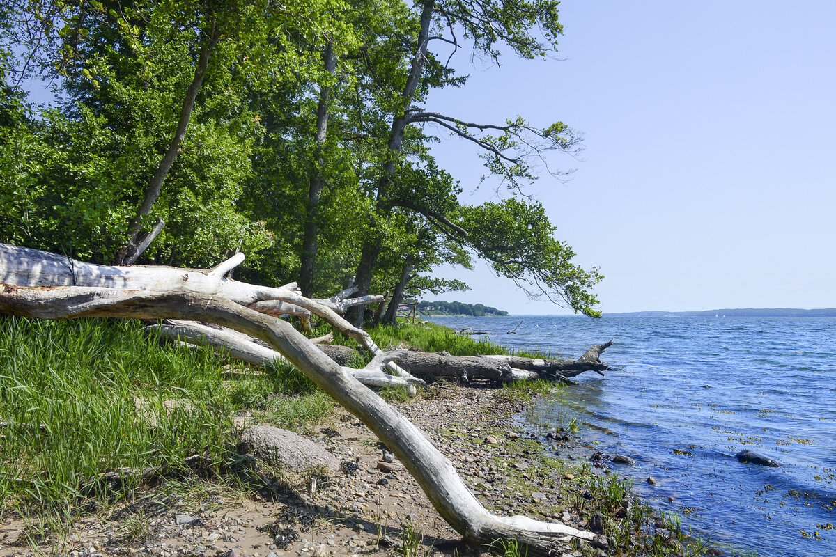 Die Küste bei Kollunder Wald (dänsich Kollund Skov) auf der dänischen Seite der Flensburger Förde. Aufnahme: 11. Juni 2023.