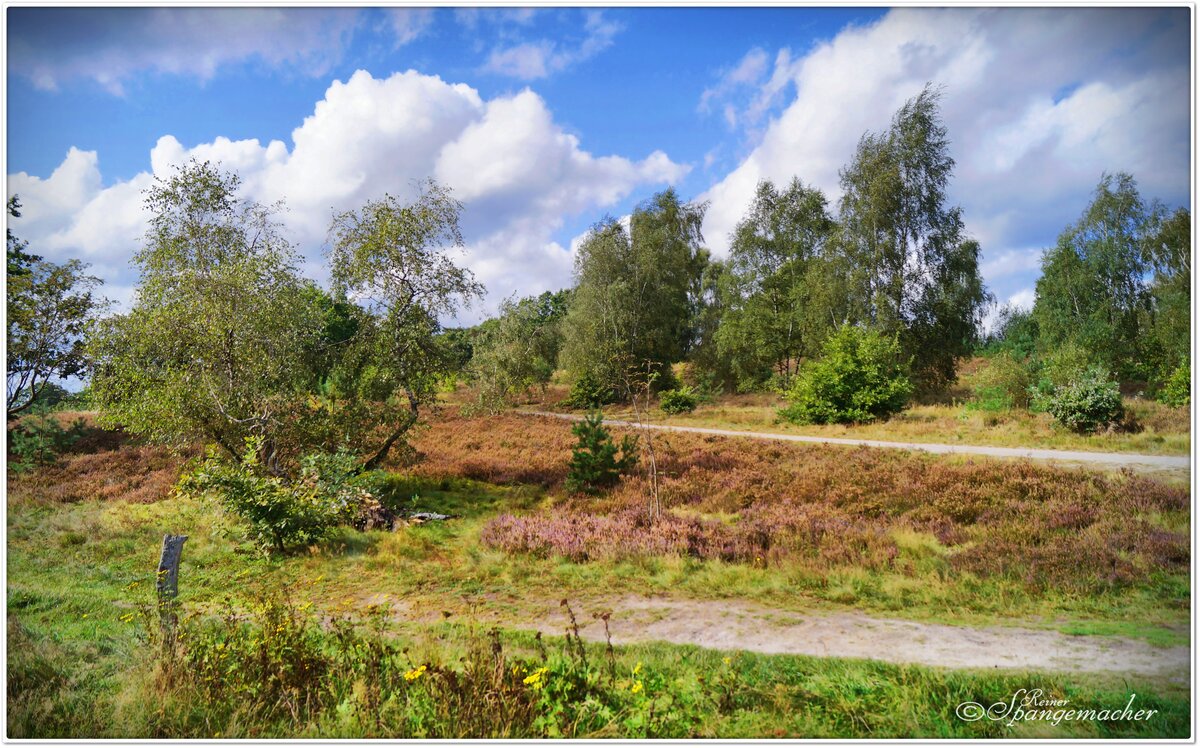 Die letzte Heideblüte. Wenn die Heide verblüht, geht auch der Sommer zuende. Die Tage werden kürzer, was bleibt ist die Vorfreude auf einen bunten Herbst. Haverbecker Heide, Mitte September 2023. 