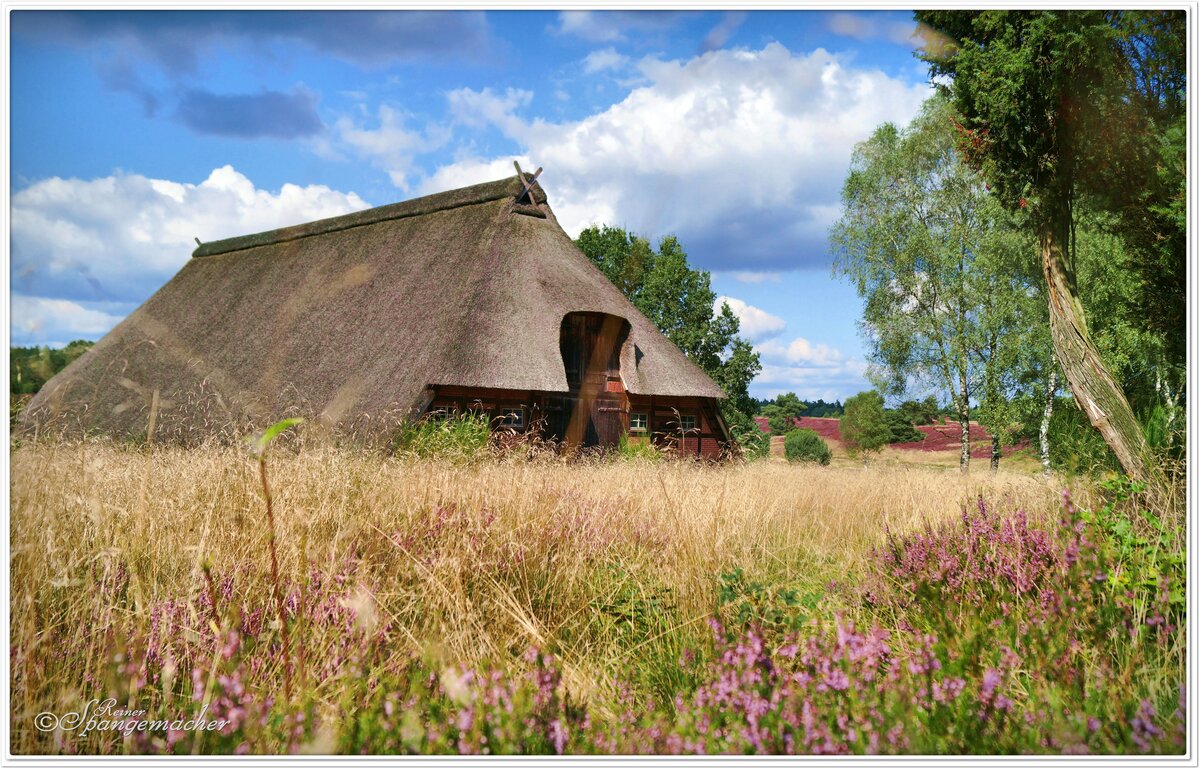 Die Lüneburger Heide am Schnuckenstall von Timmerloh bei Bispingen im Heidekreis. Ende August 2021