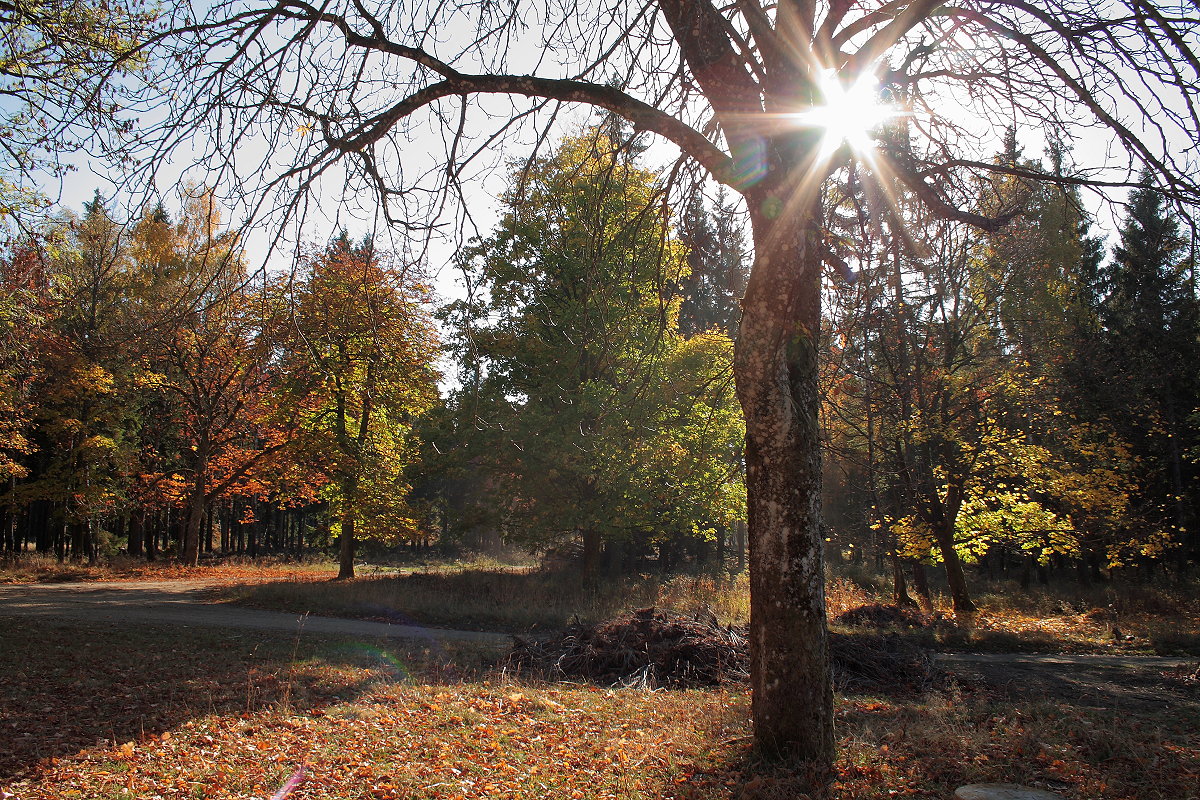 Die Oktobermittagssonne steht in einem Baum in der Nähe des ehemaligen Forsthauses am Brunnenbach; Aufnahme vom 17.10.2018...