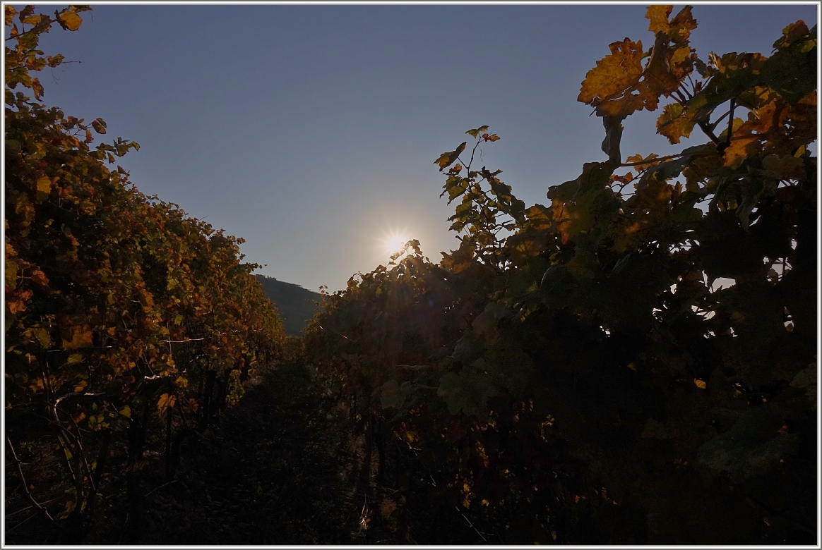 Die Oktobersonne geht über die Rebberge auf.
(18.10.2017)