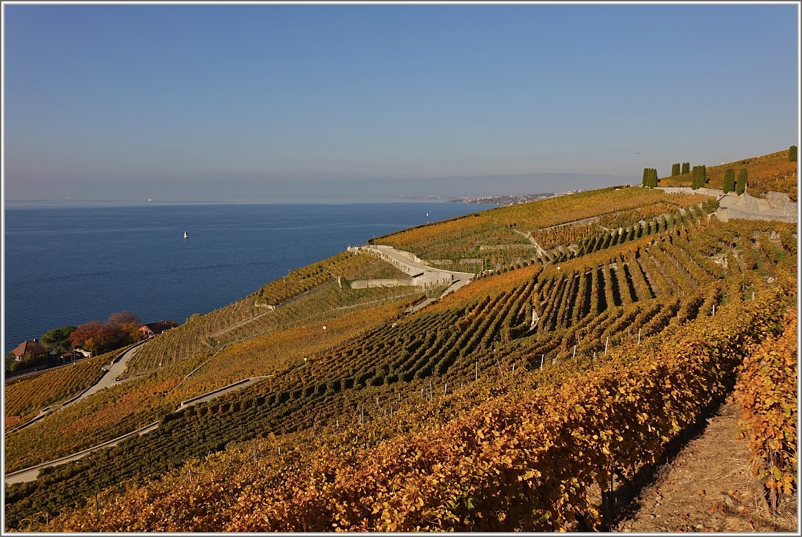 Die Oktobersonne lässt die Weinreben im schönsten Licht leuchten.
(18.10.2017)