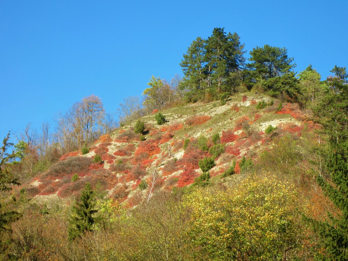 Die Perückensträucher auf den Sonnenbergen bei Jena, im Herbst ein beliebtes Wanderziel. 20.10.19