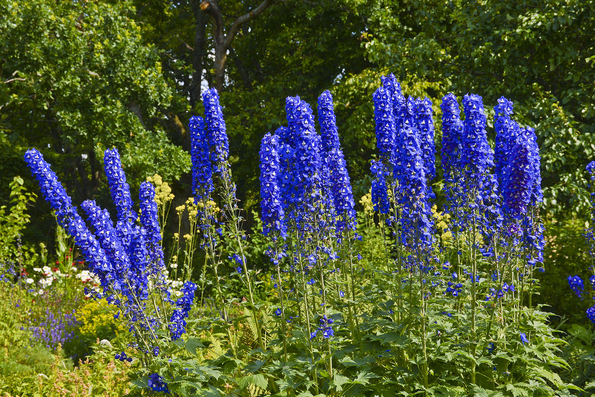 Die Rittersporne (Delphinium) sind eine Pflanzengattung aus der Familie der Hahnenfußgewächse (Ranunculaceae). Das Foto wurde im Garten »Sommertagen« des Freilichtmuseum Skansen (Stockholm) gemacht.
Aufnahme: 25. Juli 2017.