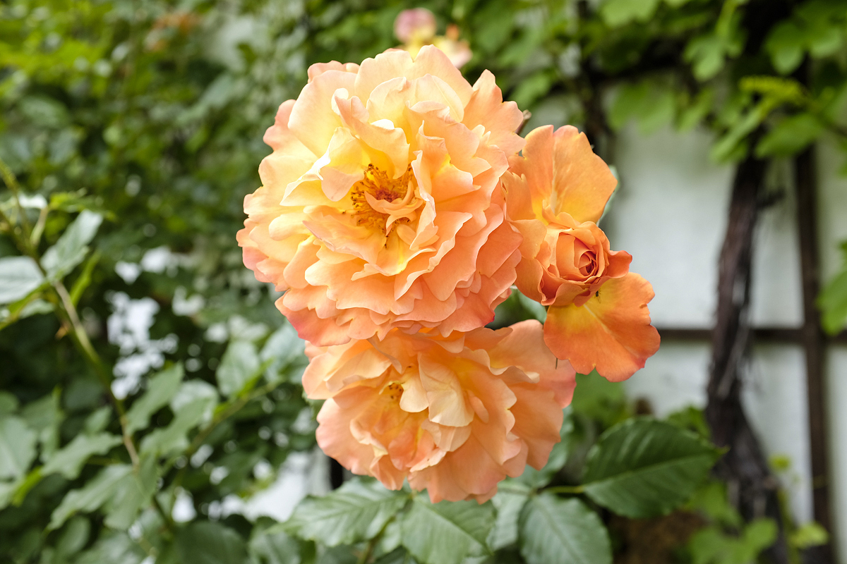 Die Rose  Westerland  ist ein Traum in apricot. Neuötting 05.06.2014