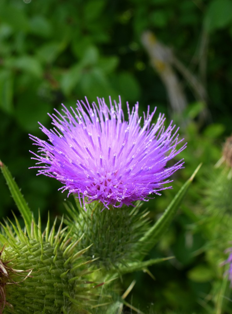 die schne Blte der Gemeinen Kratzdistel, Aug.2013