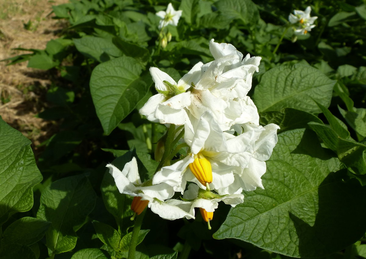 die schöne Blüte der Kartoffelpflanze, Juni 2017