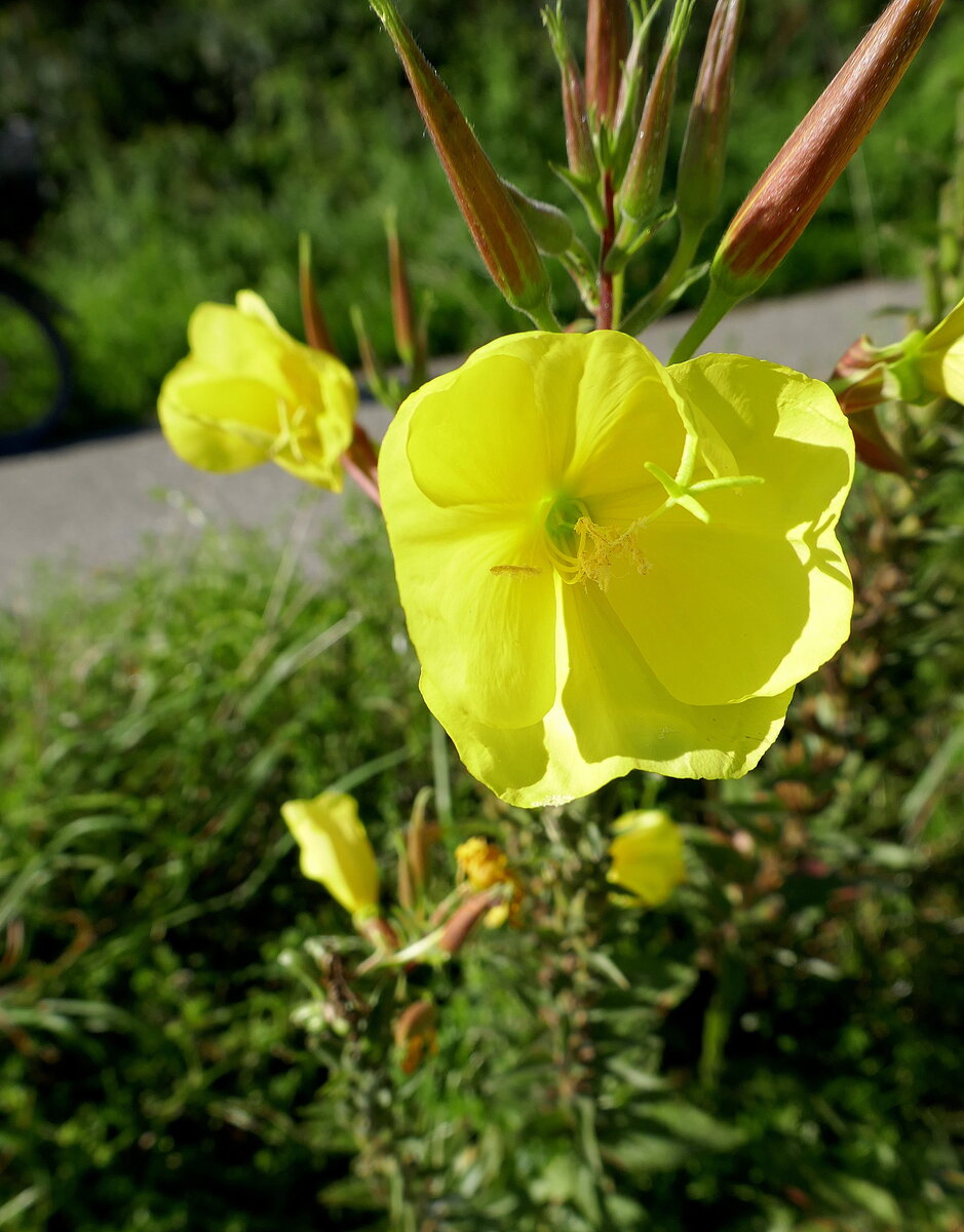 die schöne Blüte der Nachtkerze, Sept.2022