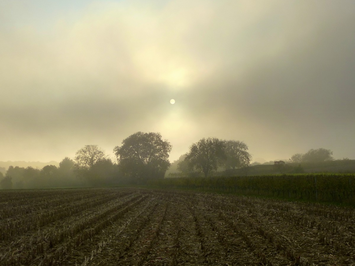 die Sonne hat es schwer im Kampf mit den Herbstnebeln in der Rheinebene, Okt.2015