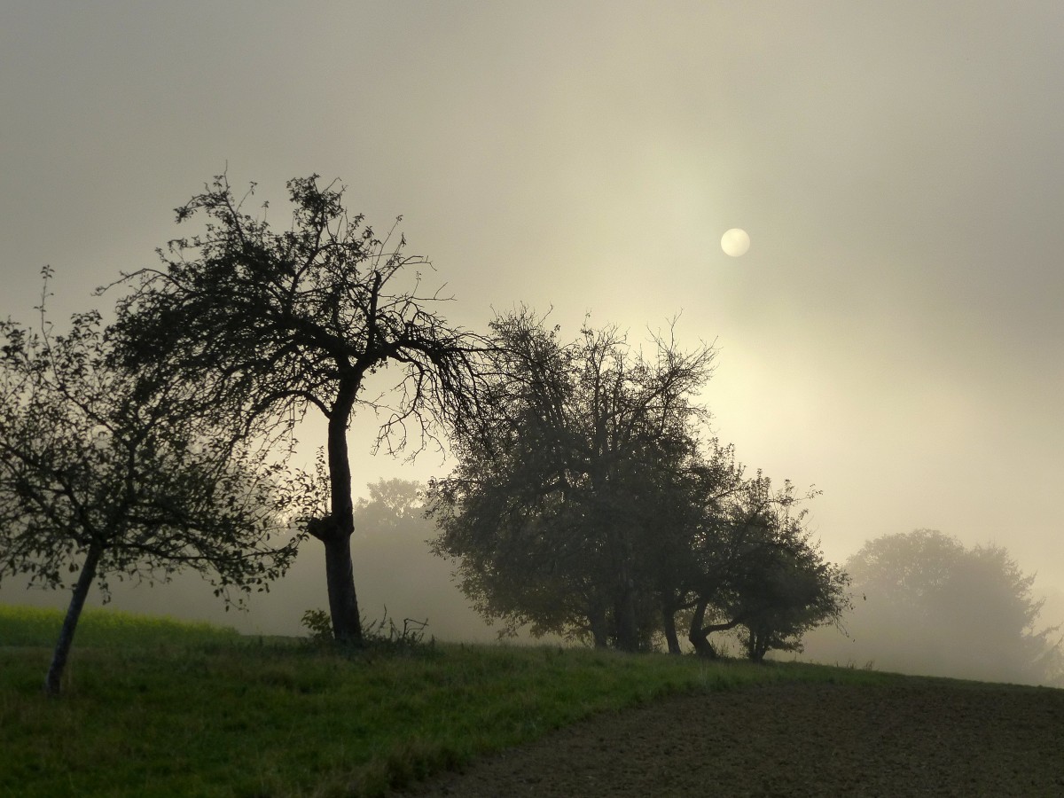 die Sonne hat es schwer im Kampf mit den Herbstnebeln in der Rheinebene, Okt.2015