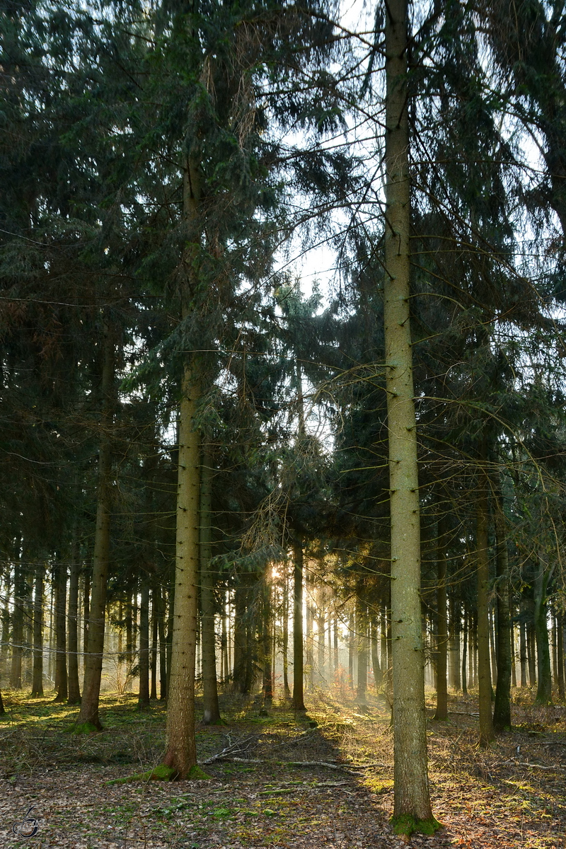 Die Sonne kämpft sich durch das Geäst des Müssentiner Waldes. (Dezember 2014)
