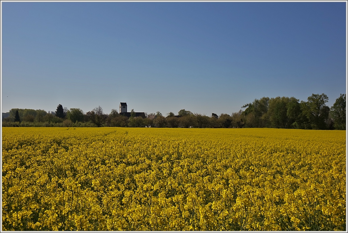 Die Sonne unterstreicht das leuchten des Rapsfeldes, im Hintergrund sieht man die Kirche St.Martin von Seefelden.
(24.04.2017)