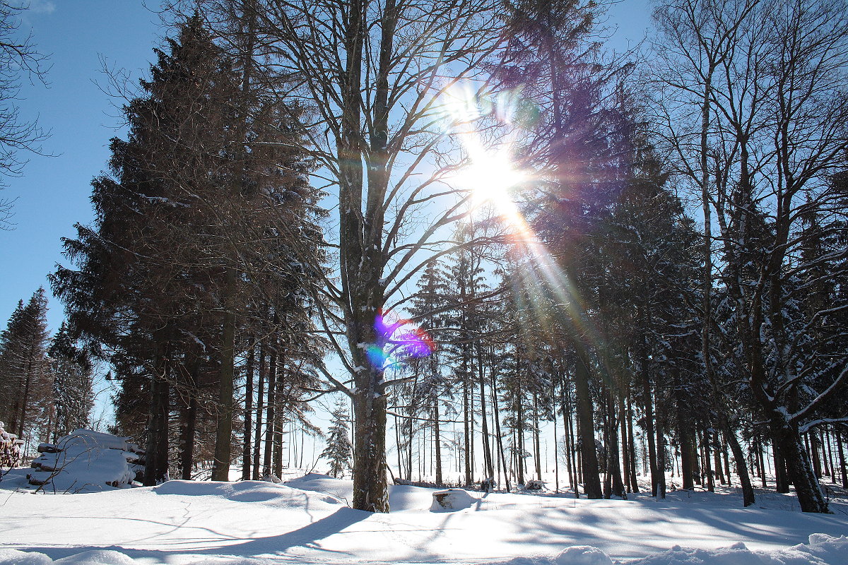 Die Sonne wärmt schon, obwohl wir heute Morgen noch -13 Grad in Braunlage hatten; Aufnahme vom 13.02.2021 auf dem Weg zwischen Braunlage und den Hahnenkleeklippen...