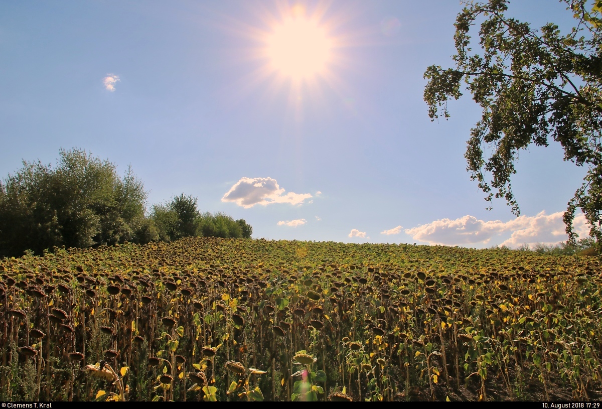 Die Sonnenblumen in Zscherben (Gemeinde Teutschenthal) ächzen unter der großen Hitze und monatelangen Dürre, sodass sie ihre Köpfe hängen lassen.
[10.8.2018 | 17:29 Uhr]