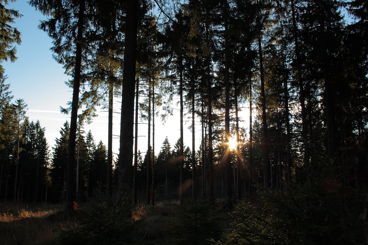 Die Spätnachmittagssonne steht zwischen Bäumen des Waldes längs der Hahnenkleer Waldstraße, eines Nationalparkwegs in Richtung Hahnenkleeklippen; Aufnahme vom späten Nachmittag des 15.11.2018...